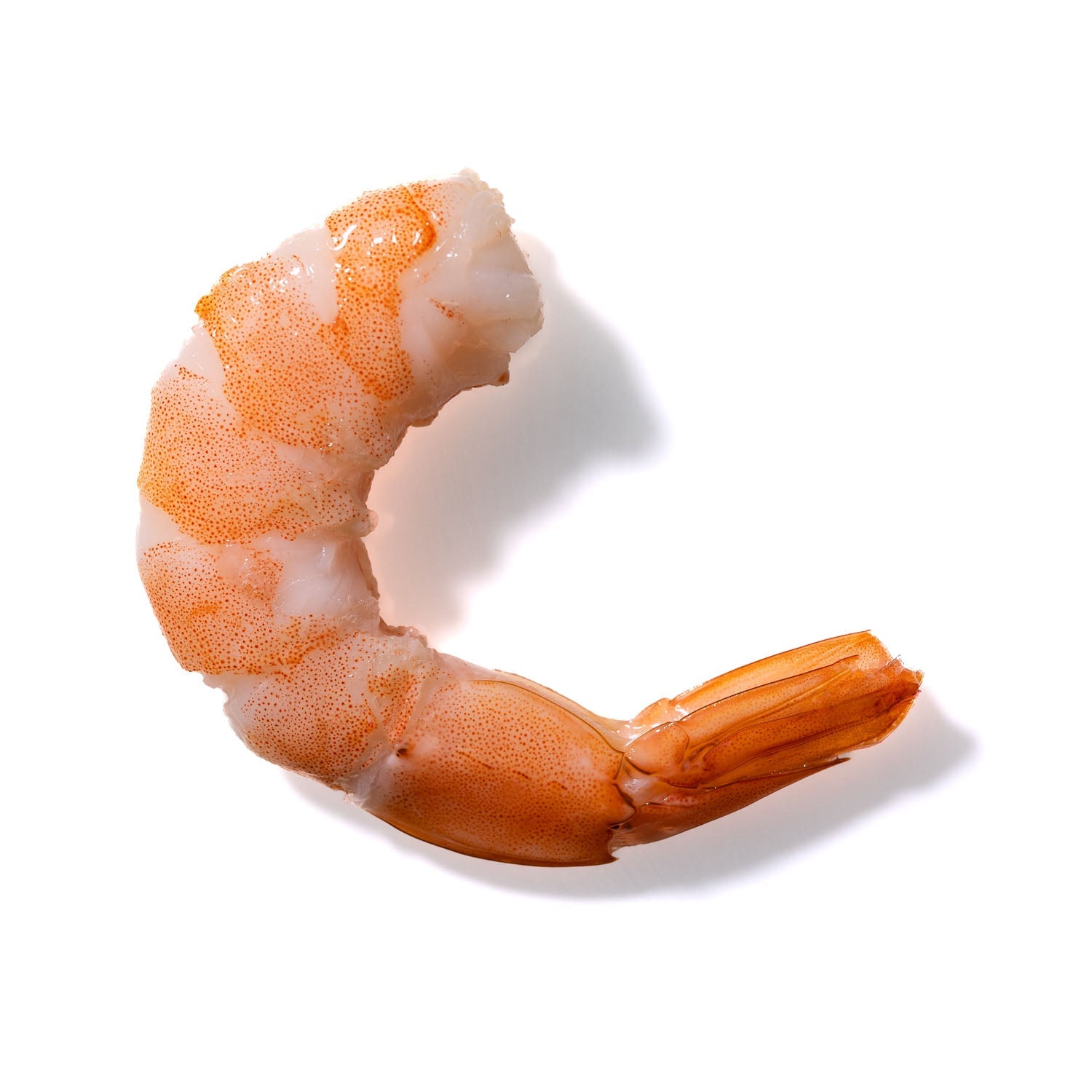 Shrimp No. 193