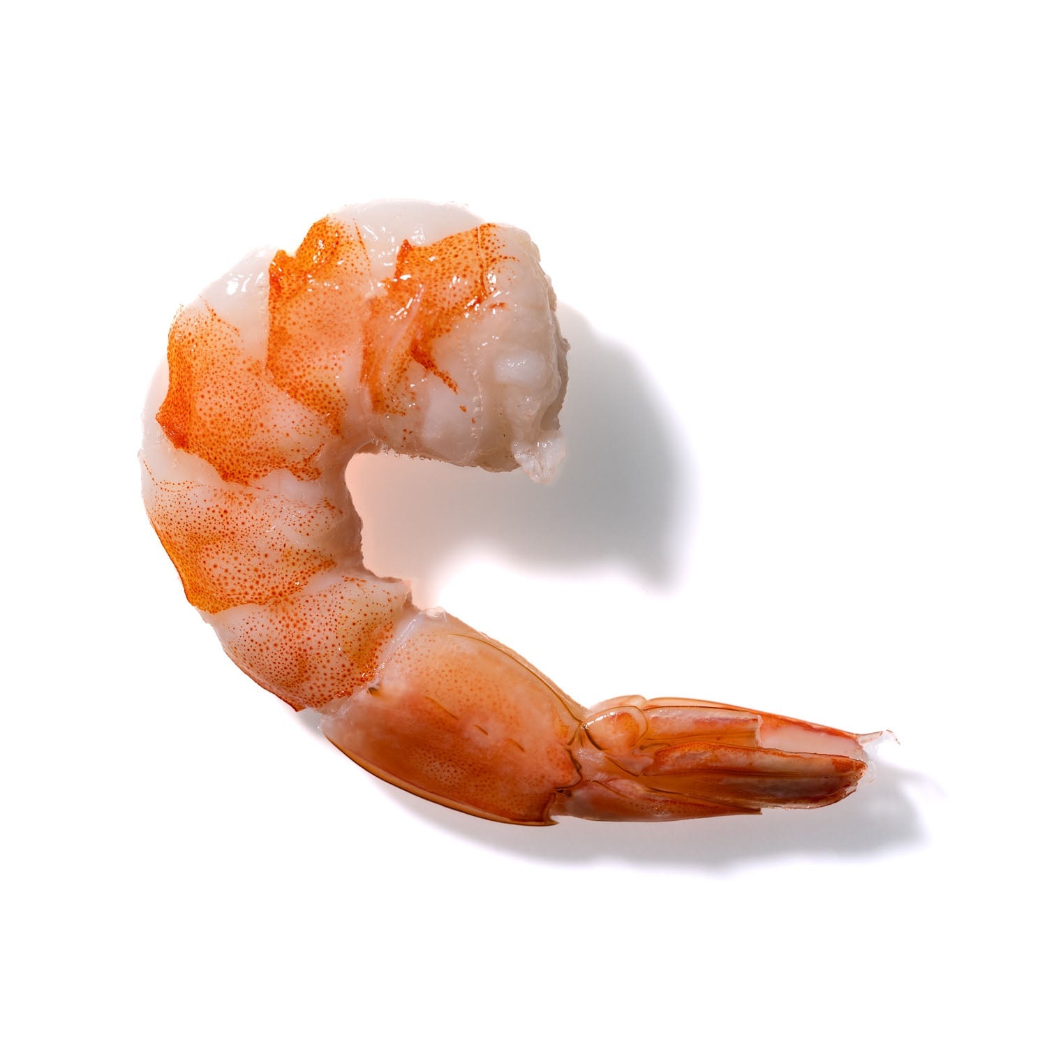 Shrimp No. 194