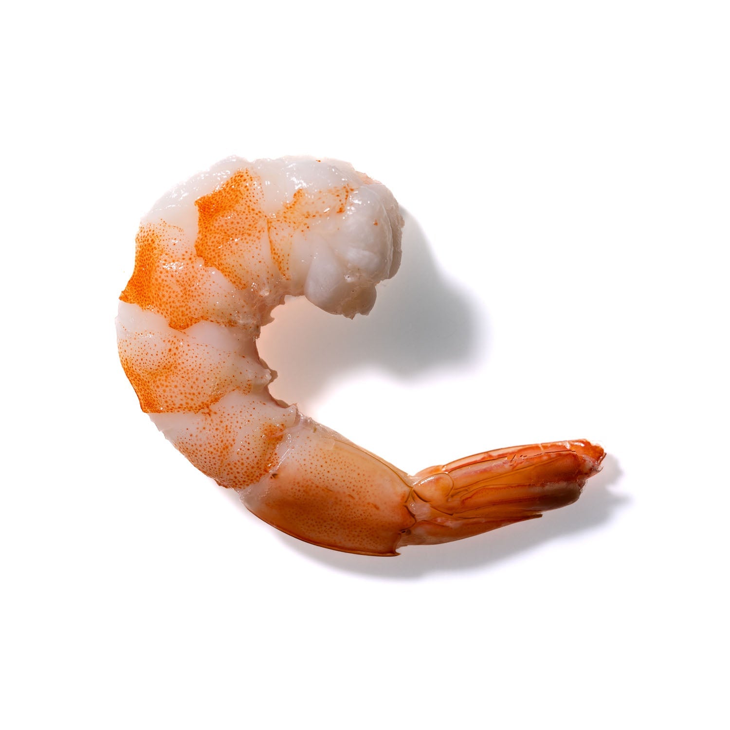 Shrimp No. 197