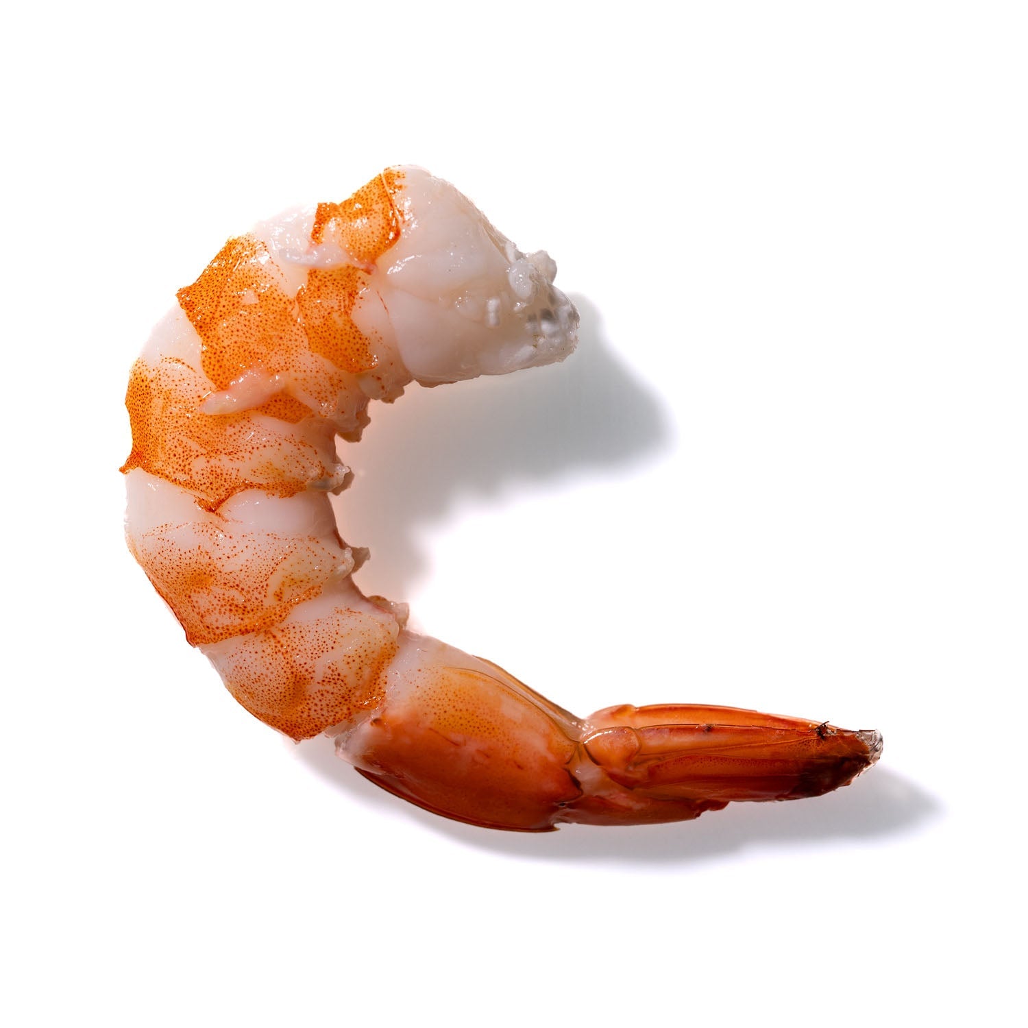 Shrimp No. 198