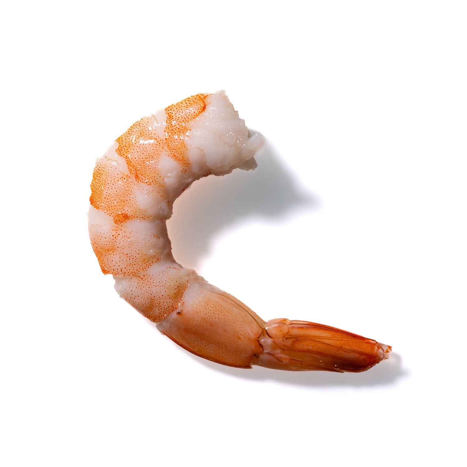 Shrimp No. 200