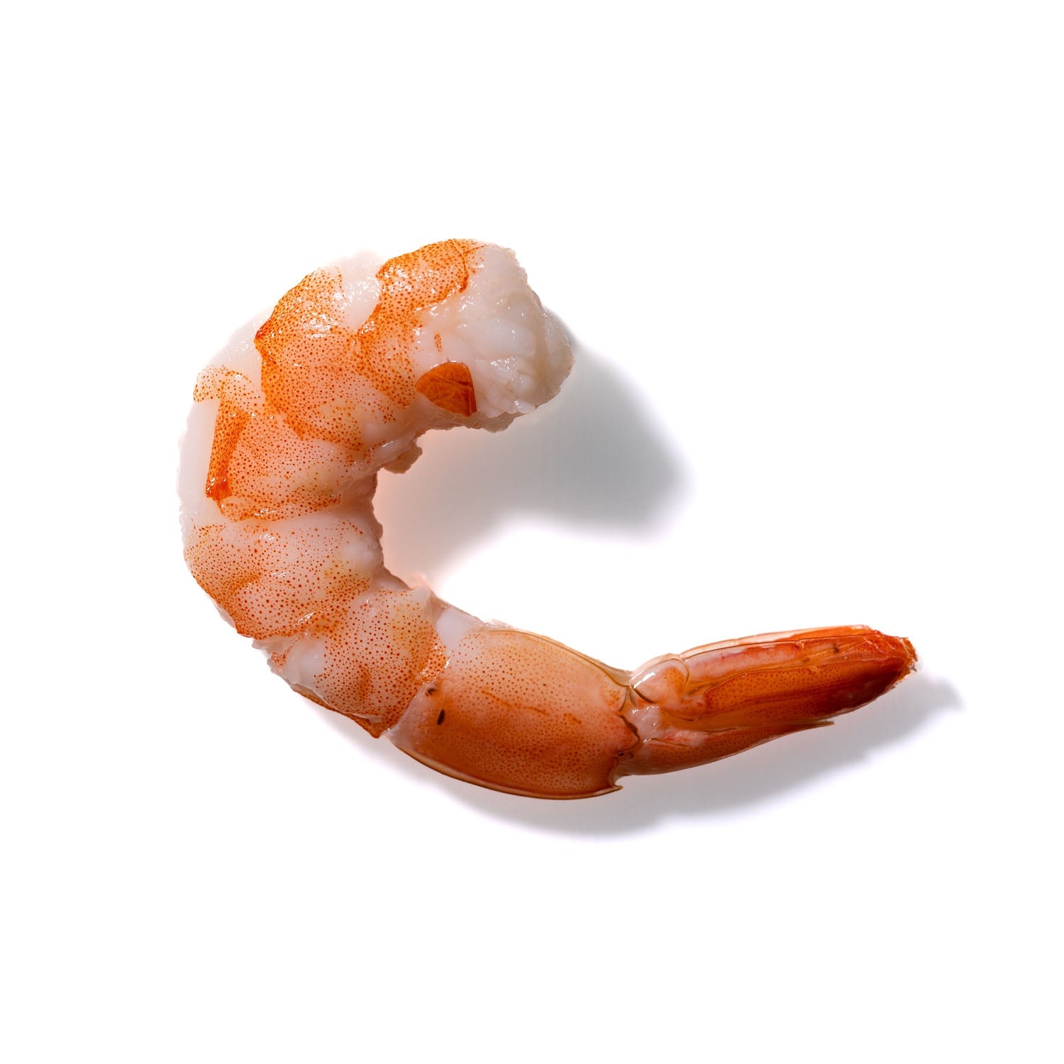 Shrimp No. 201