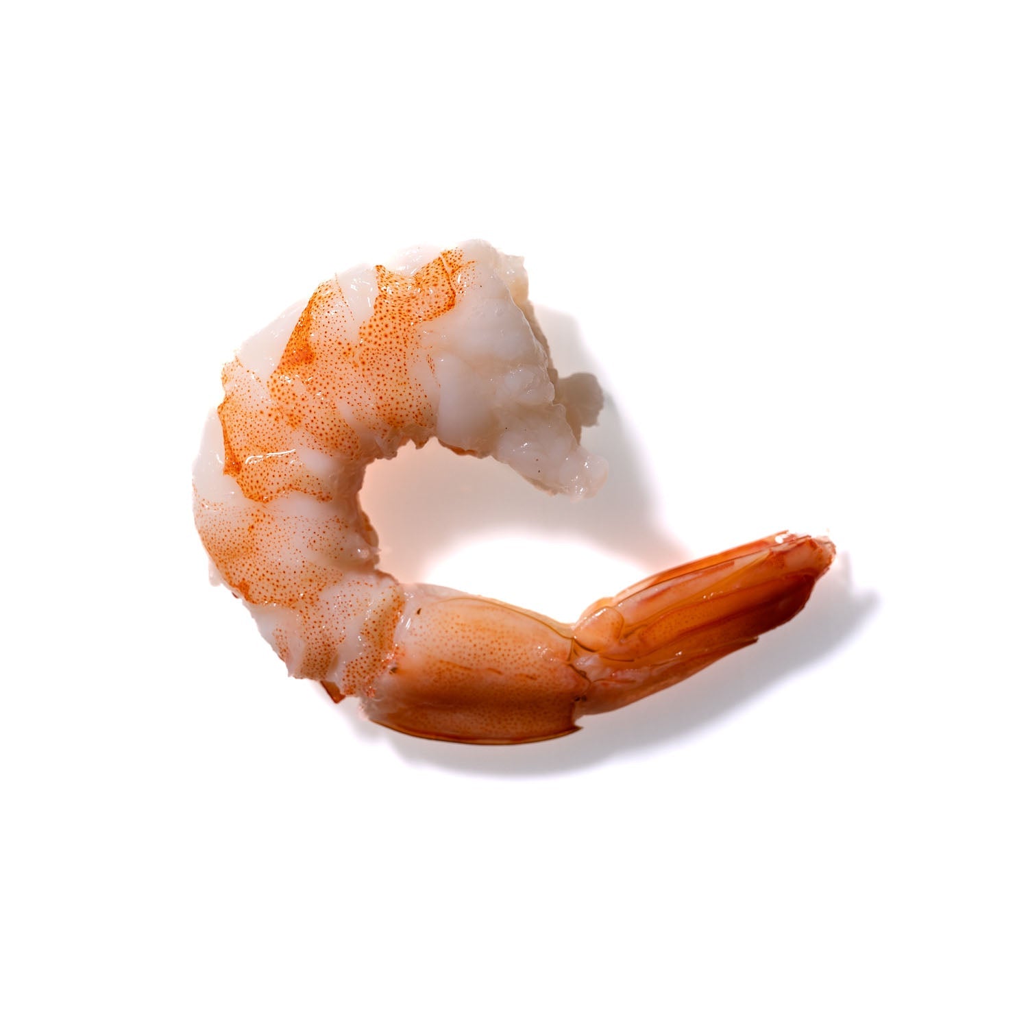 Shrimp No. 202