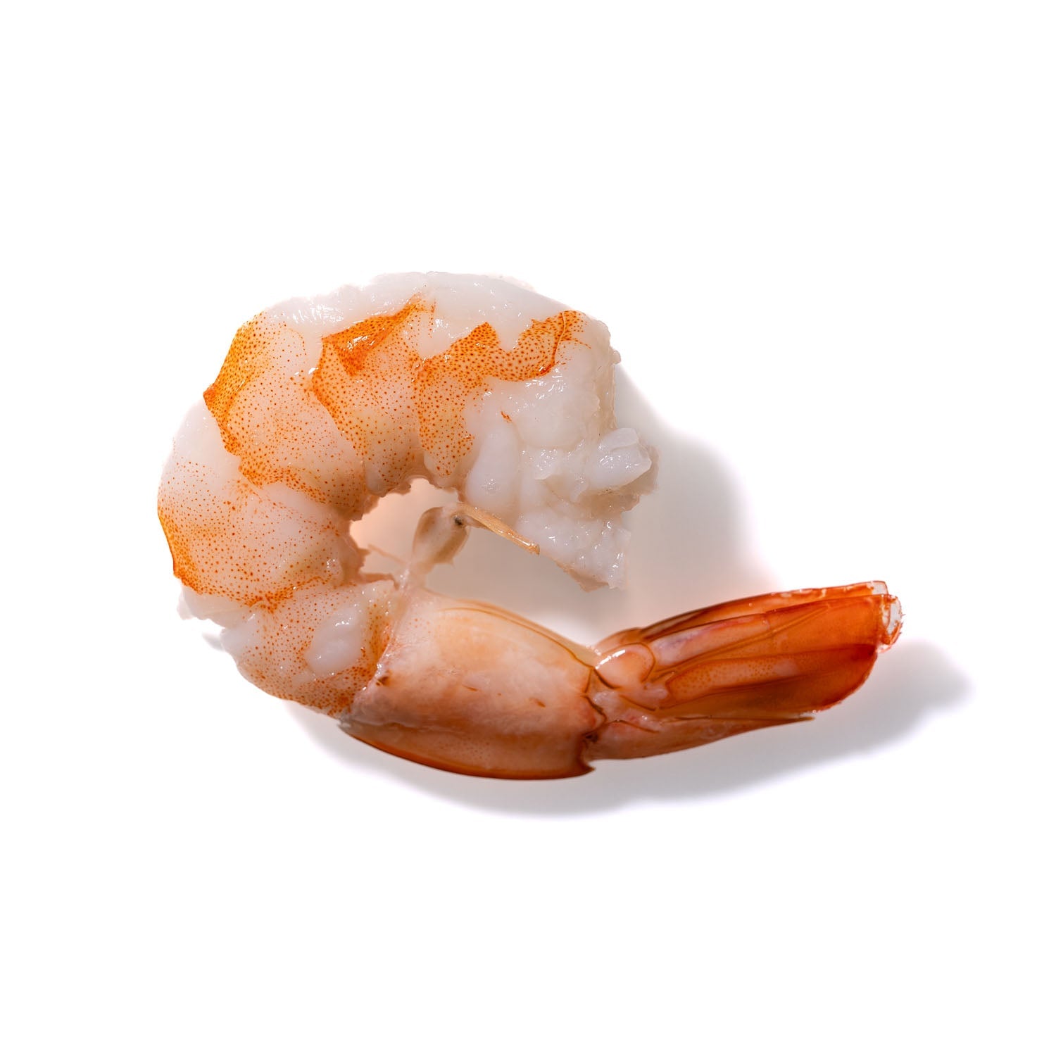 Shrimp No. 204