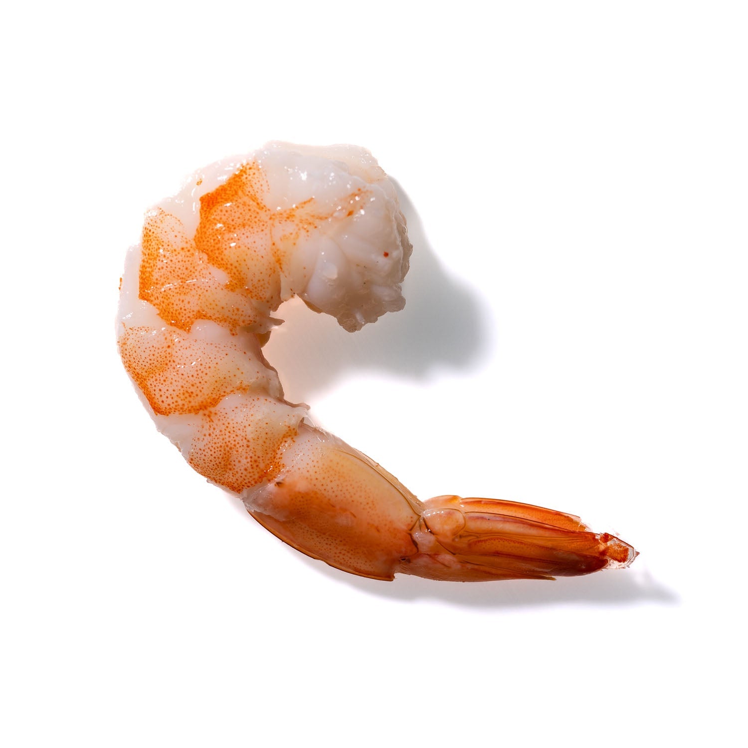 Shrimp No. 205