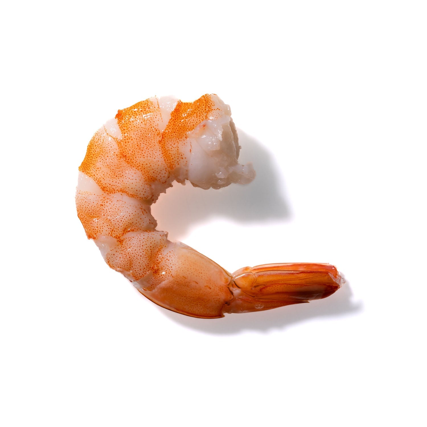 Shrimp No. 209