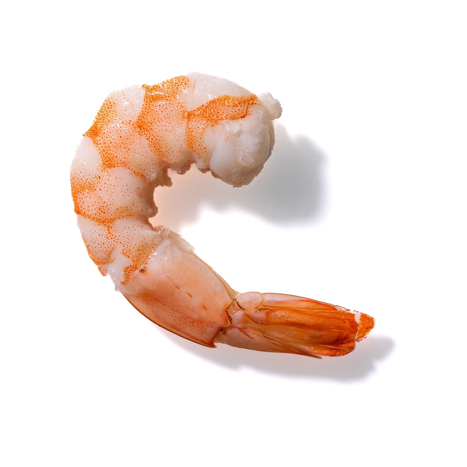 Shrimp No. 210