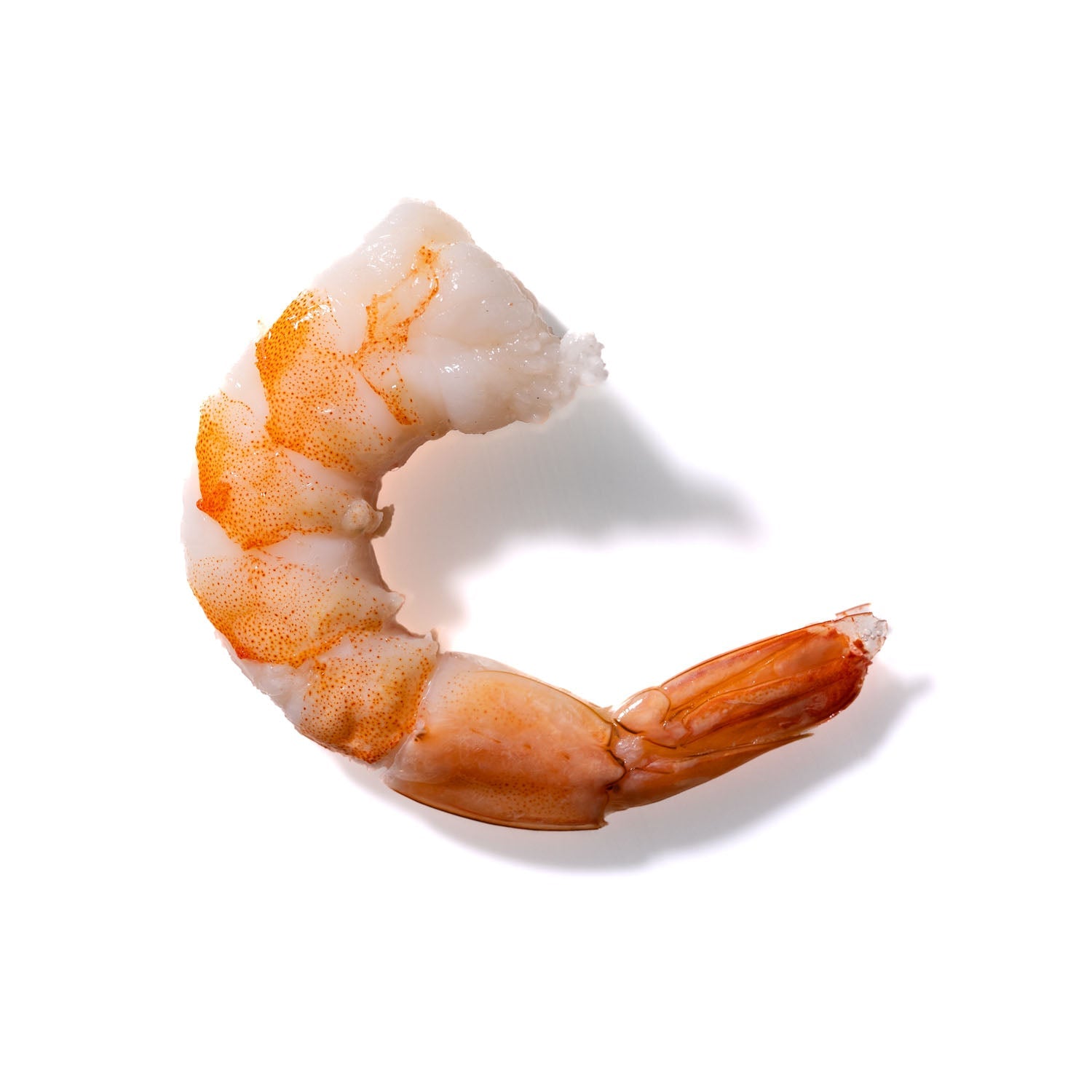 Shrimp No. 213