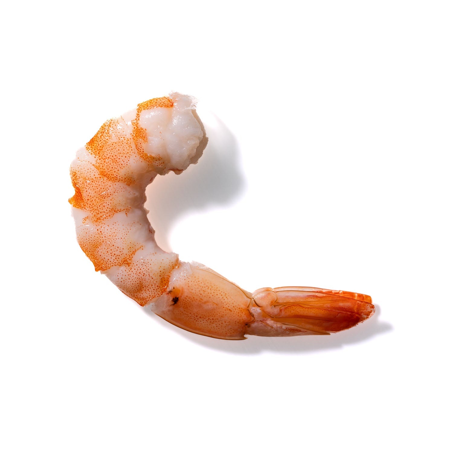 Shrimp No. 215