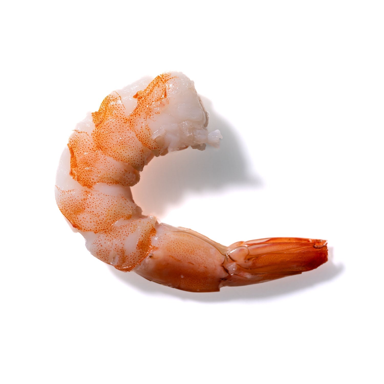 Shrimp No. 217