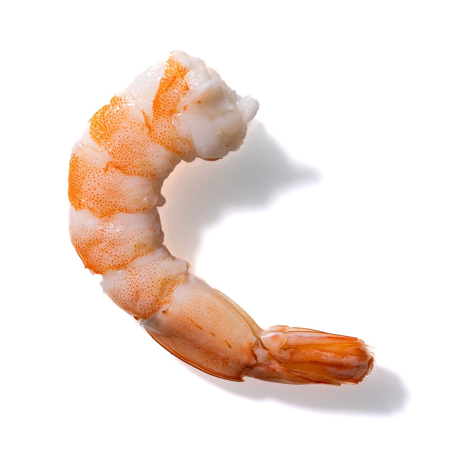 Shrimp No. 218