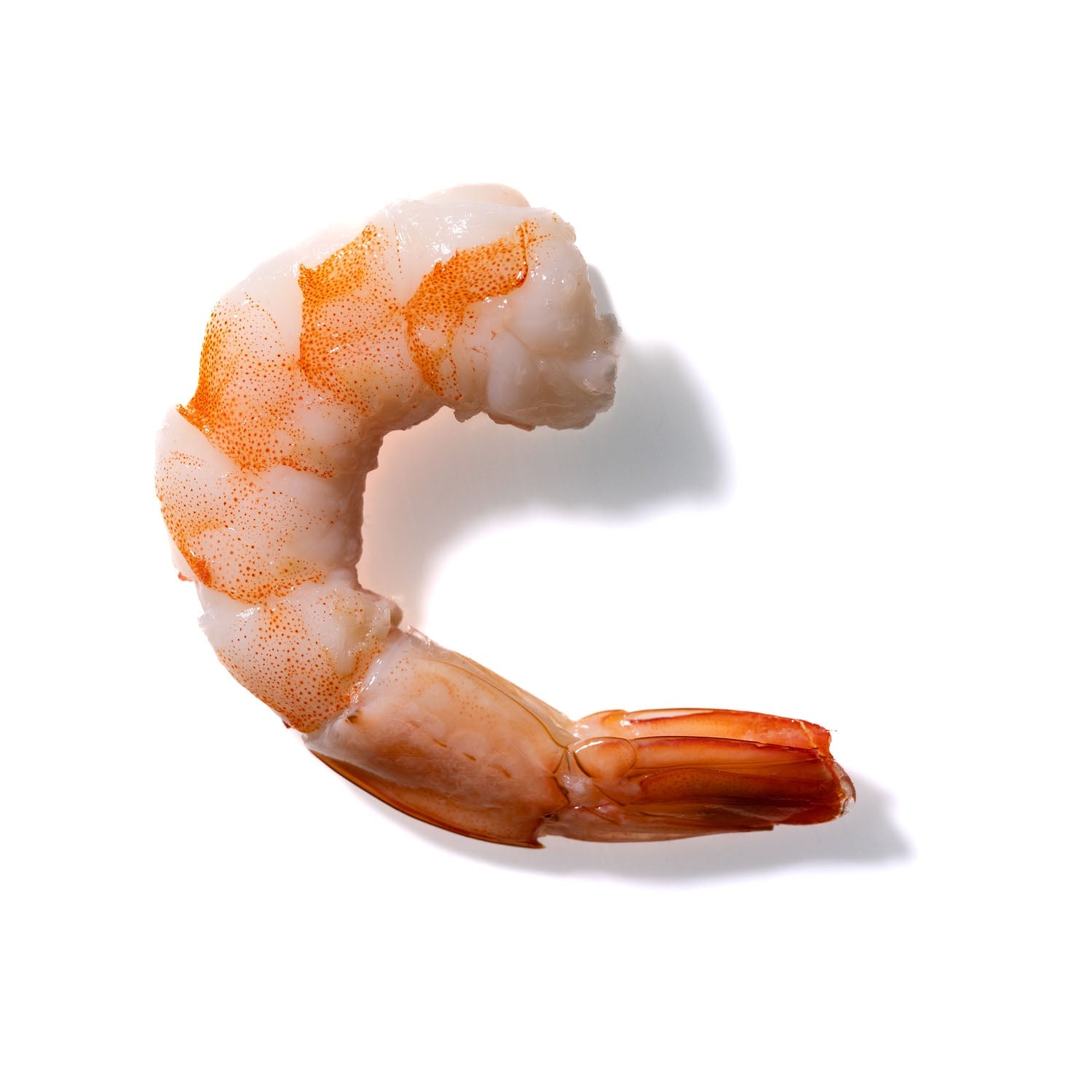 Shrimp No. 220