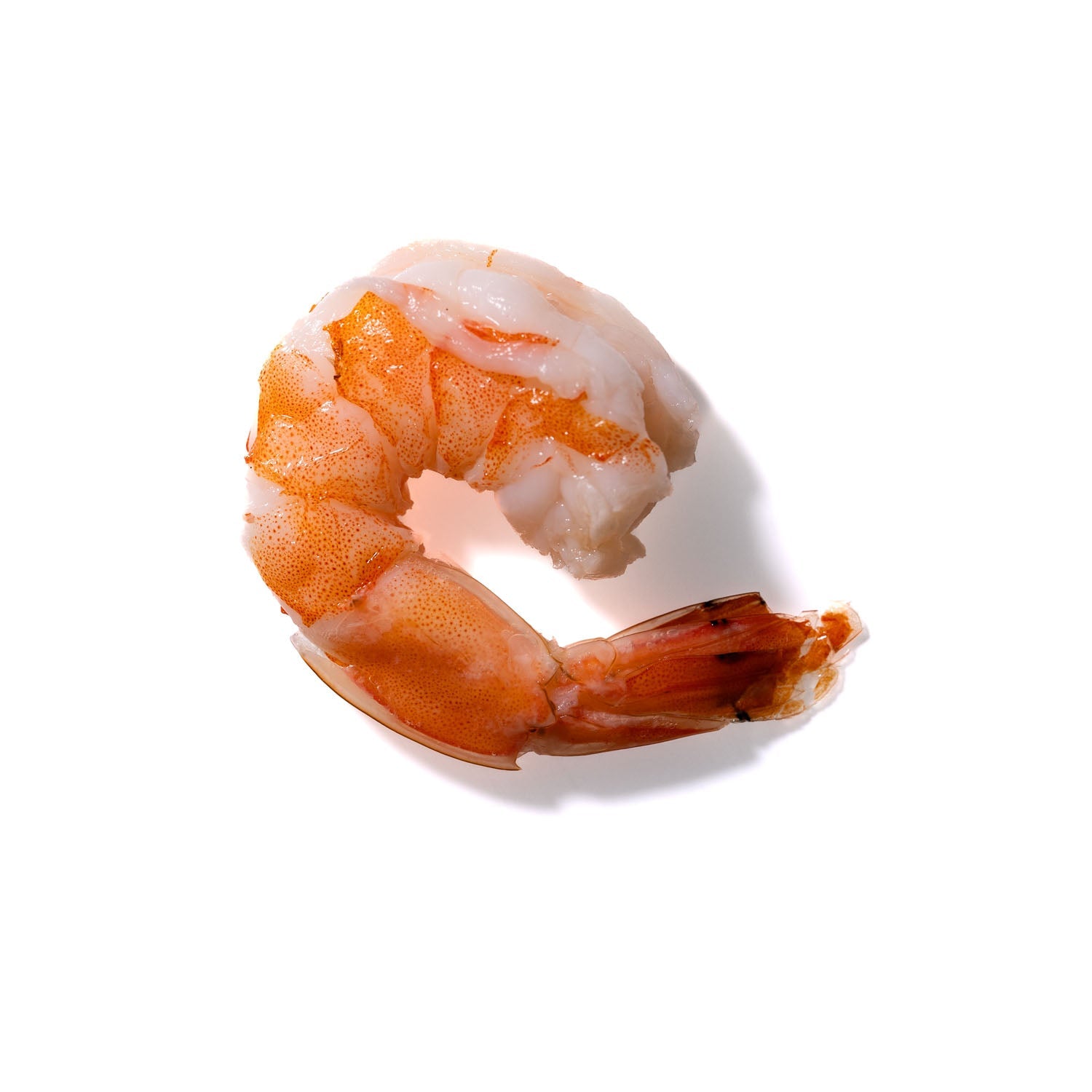 Shrimp No. 221