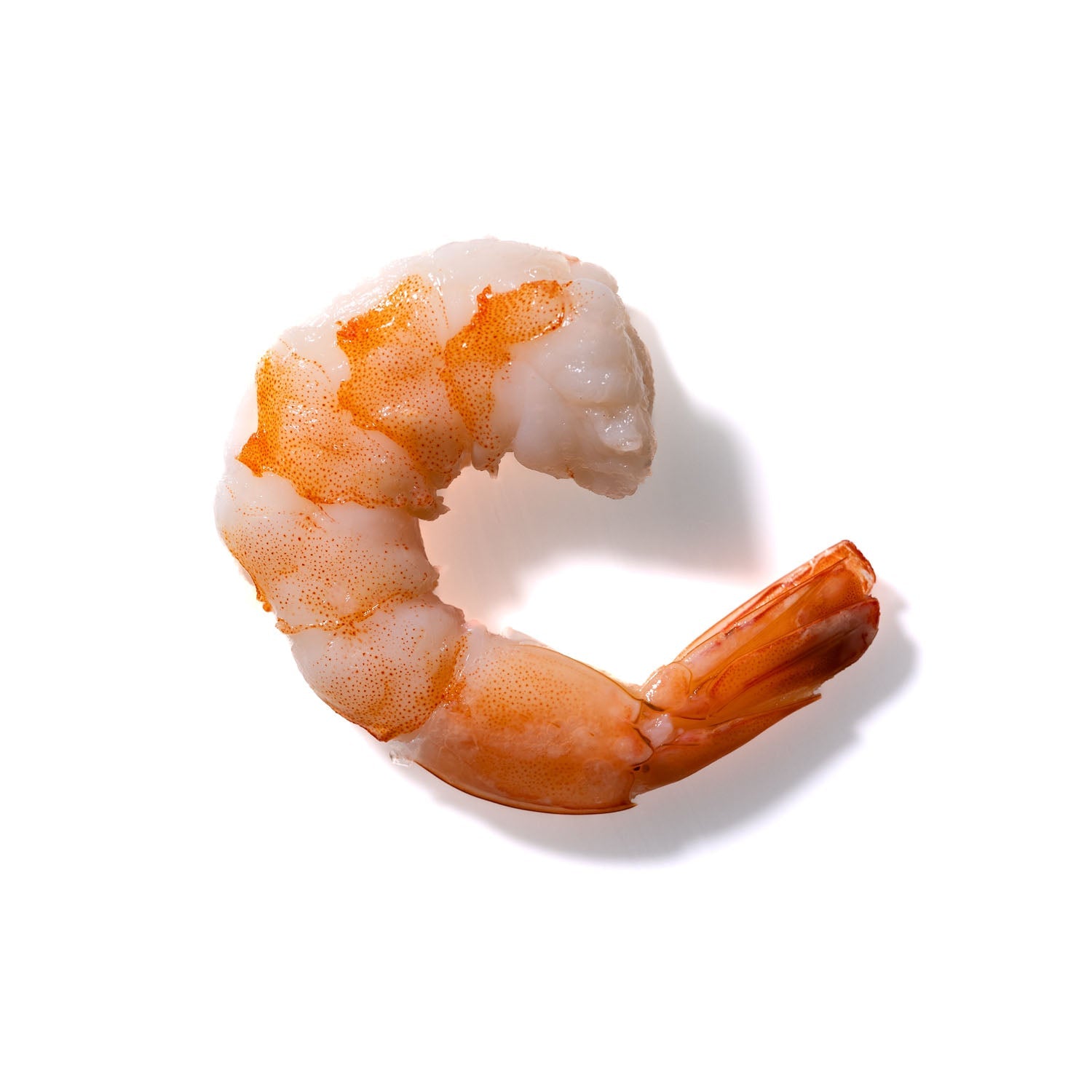 Shrimp No. 222