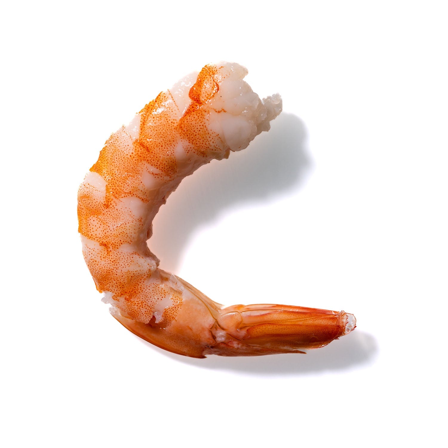 Shrimp No. 225