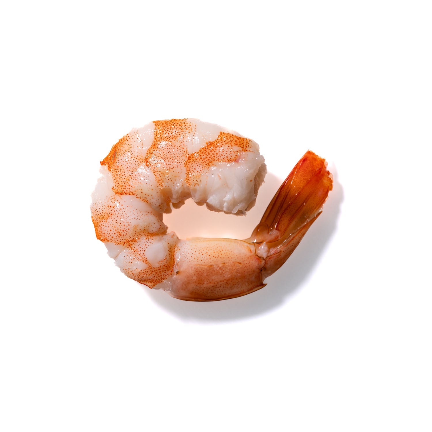 Shrimp No. 226