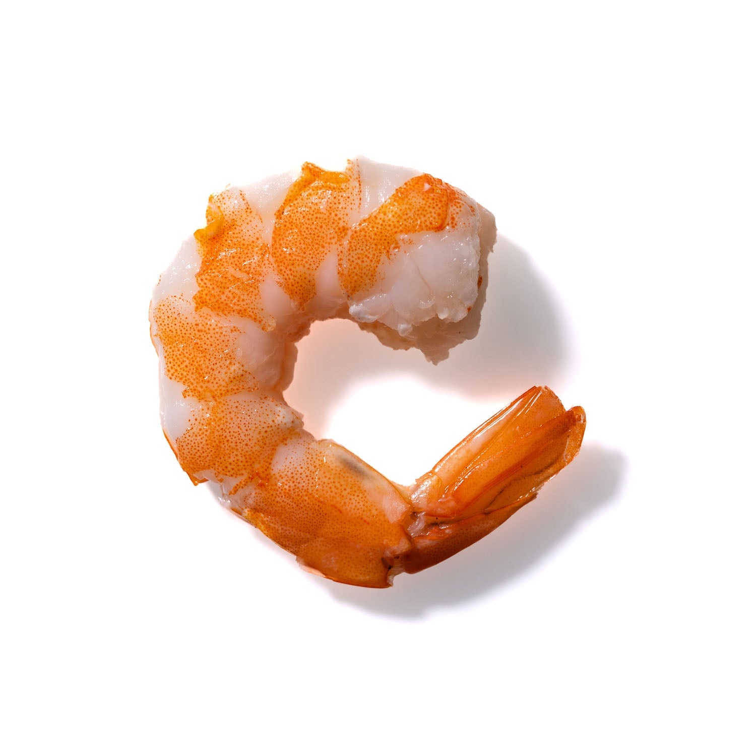 Shrimp No. 227