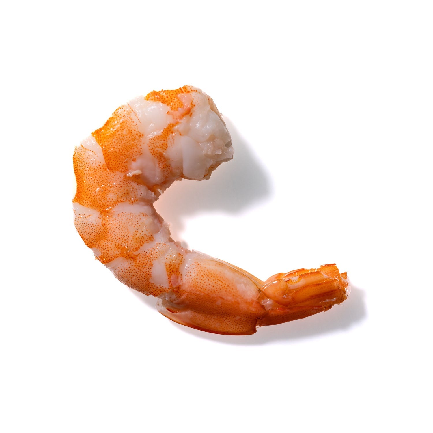 Shrimp No. 231