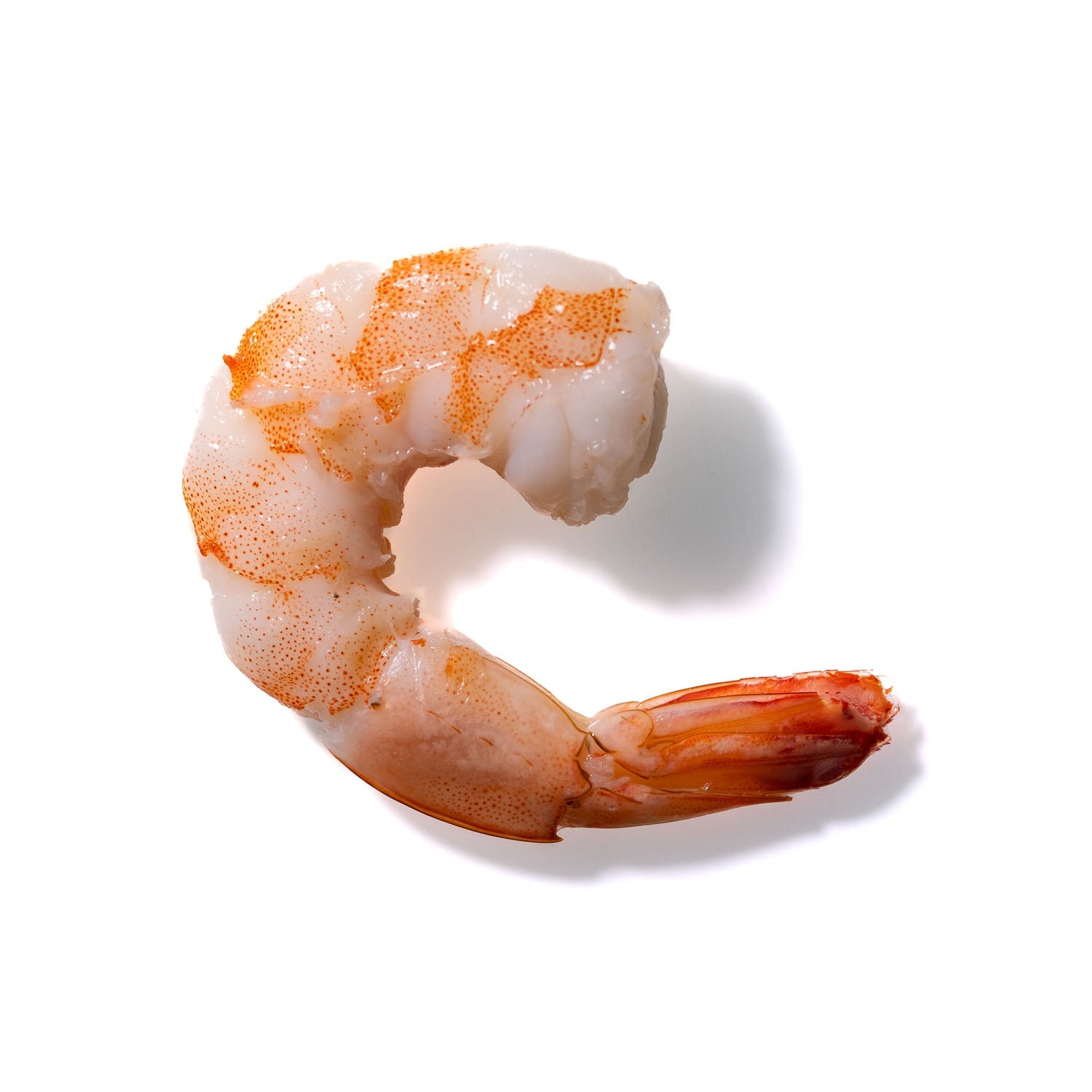 Shrimp No. 232