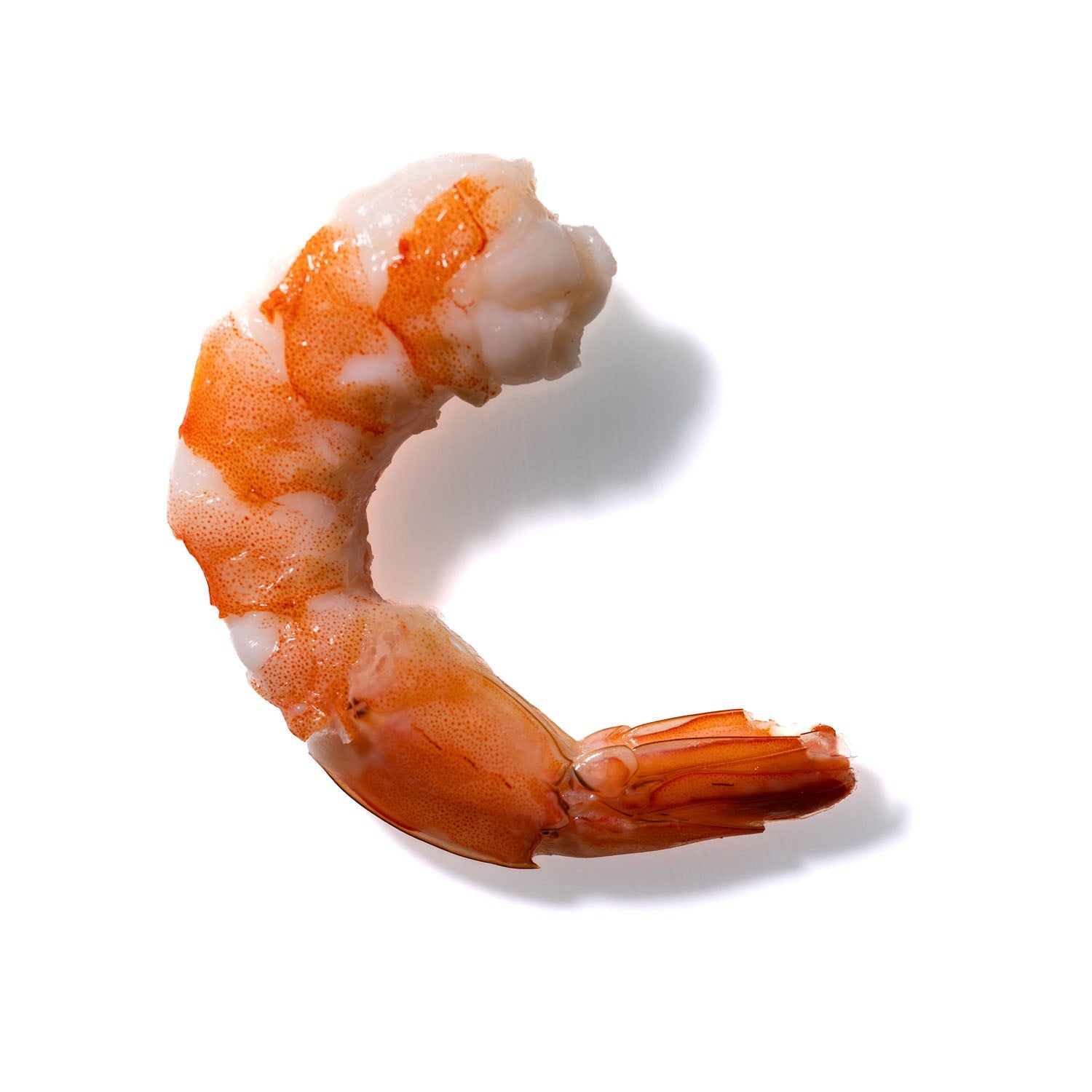 Shrimp No. 234