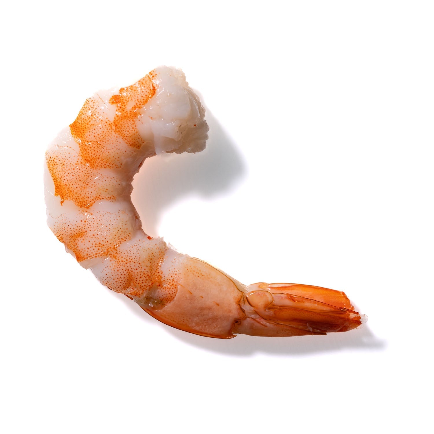 Shrimp No. 235