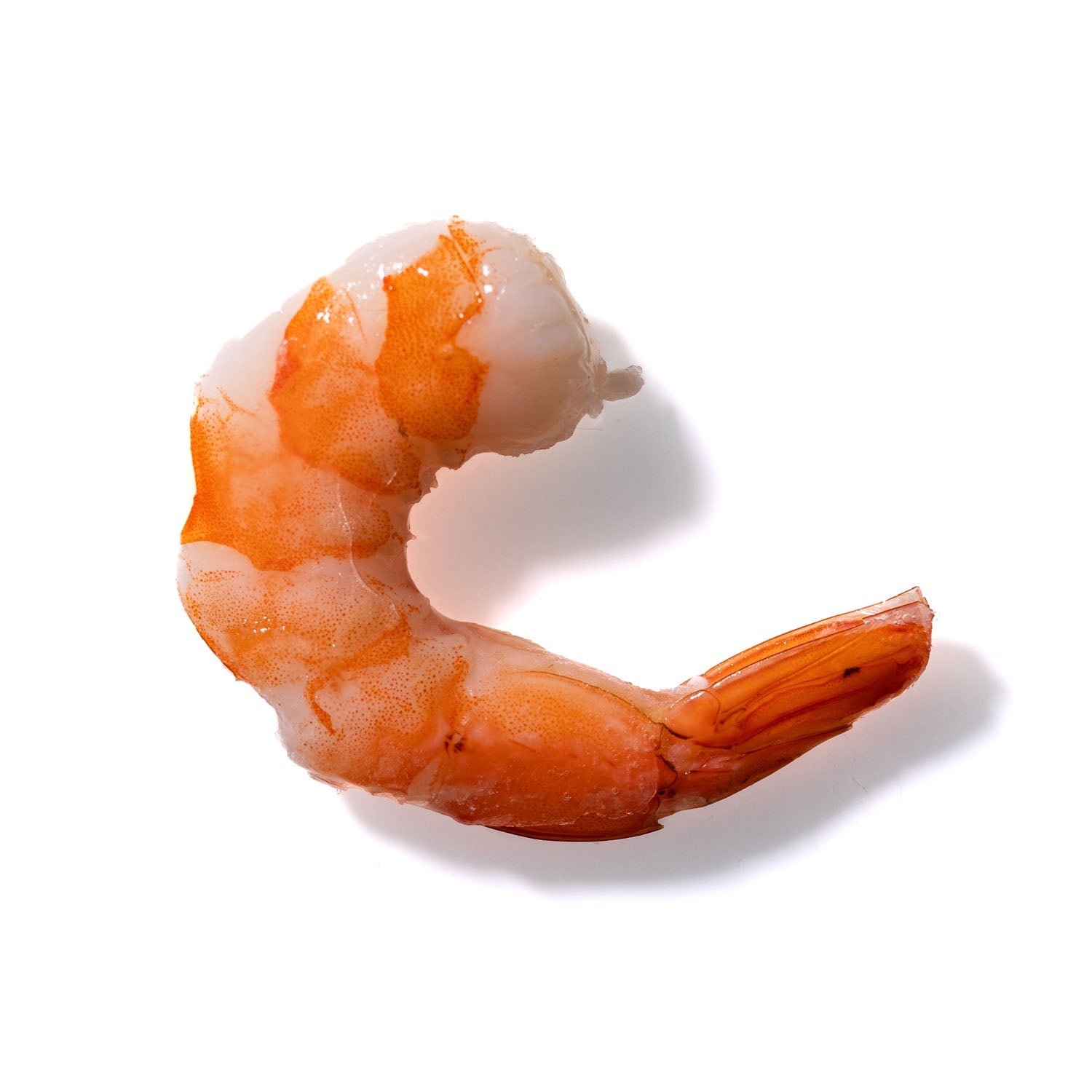 Shrimp No. 238