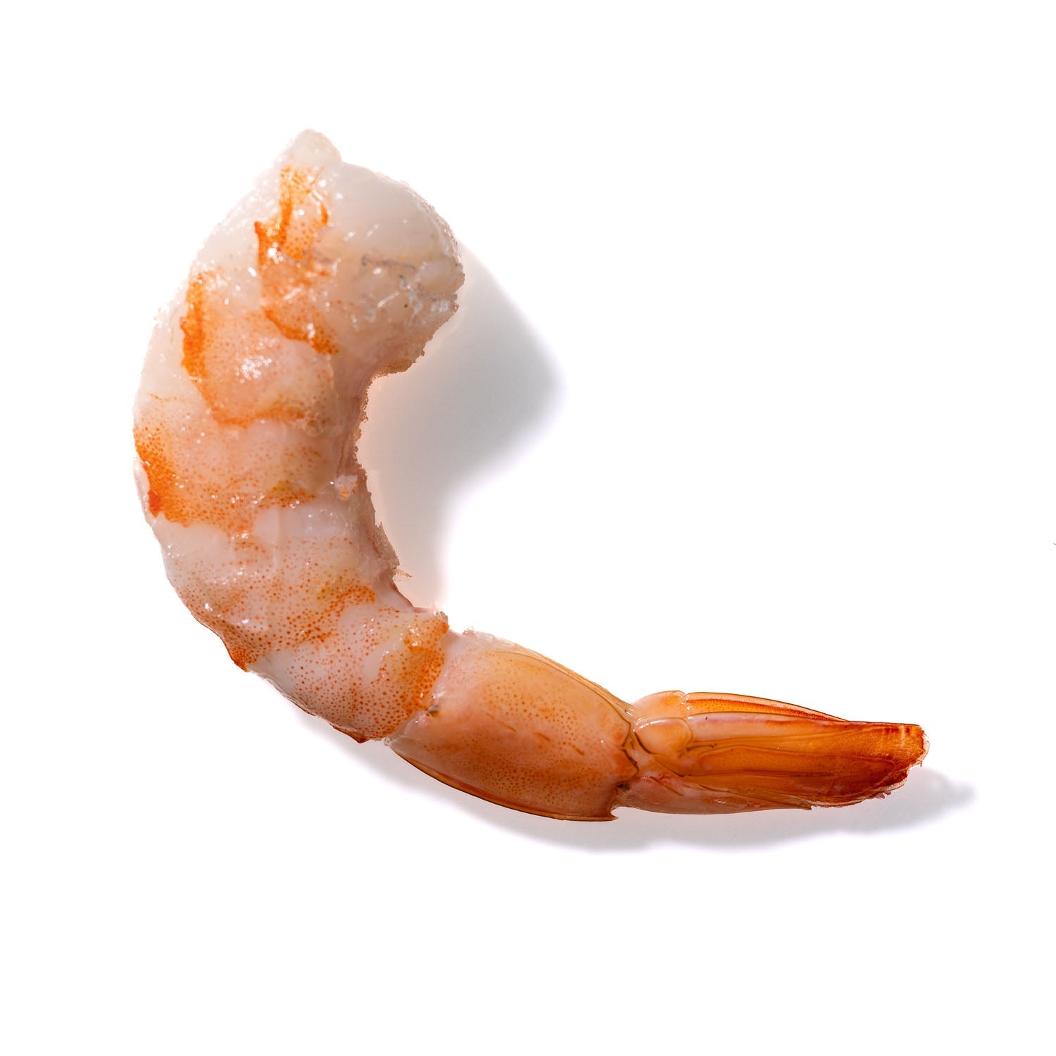 Shrimp No. 239