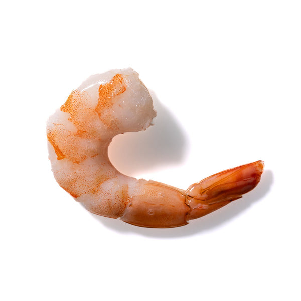 Shrimp No. 240