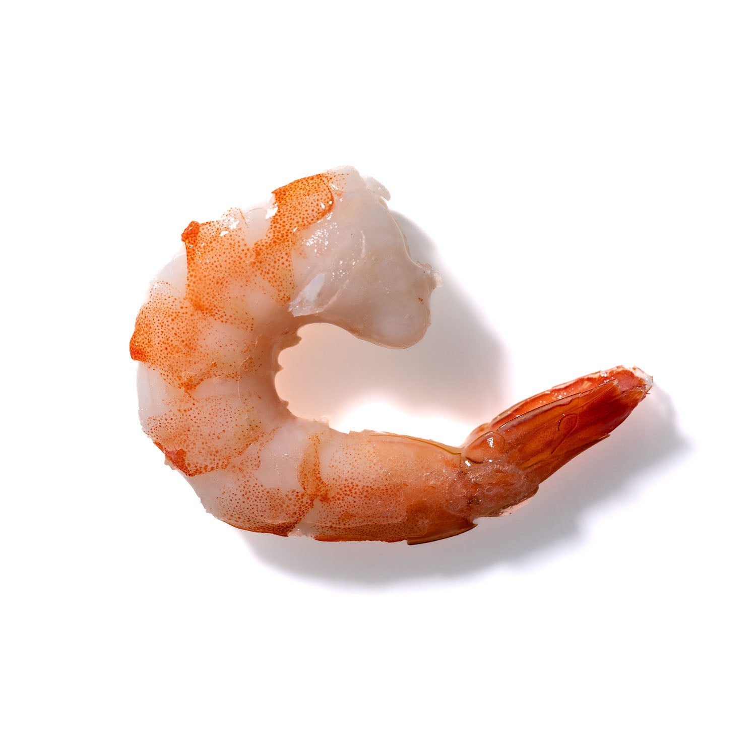 Shrimp No. 241