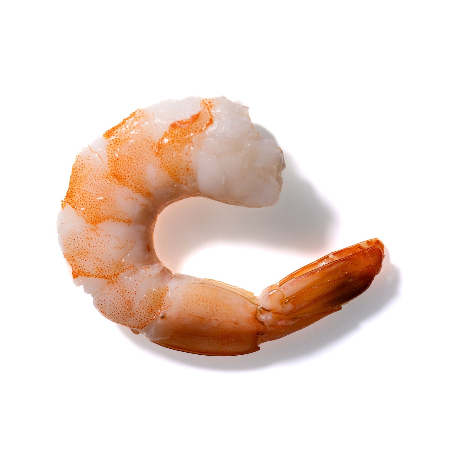 Shrimp No. 242