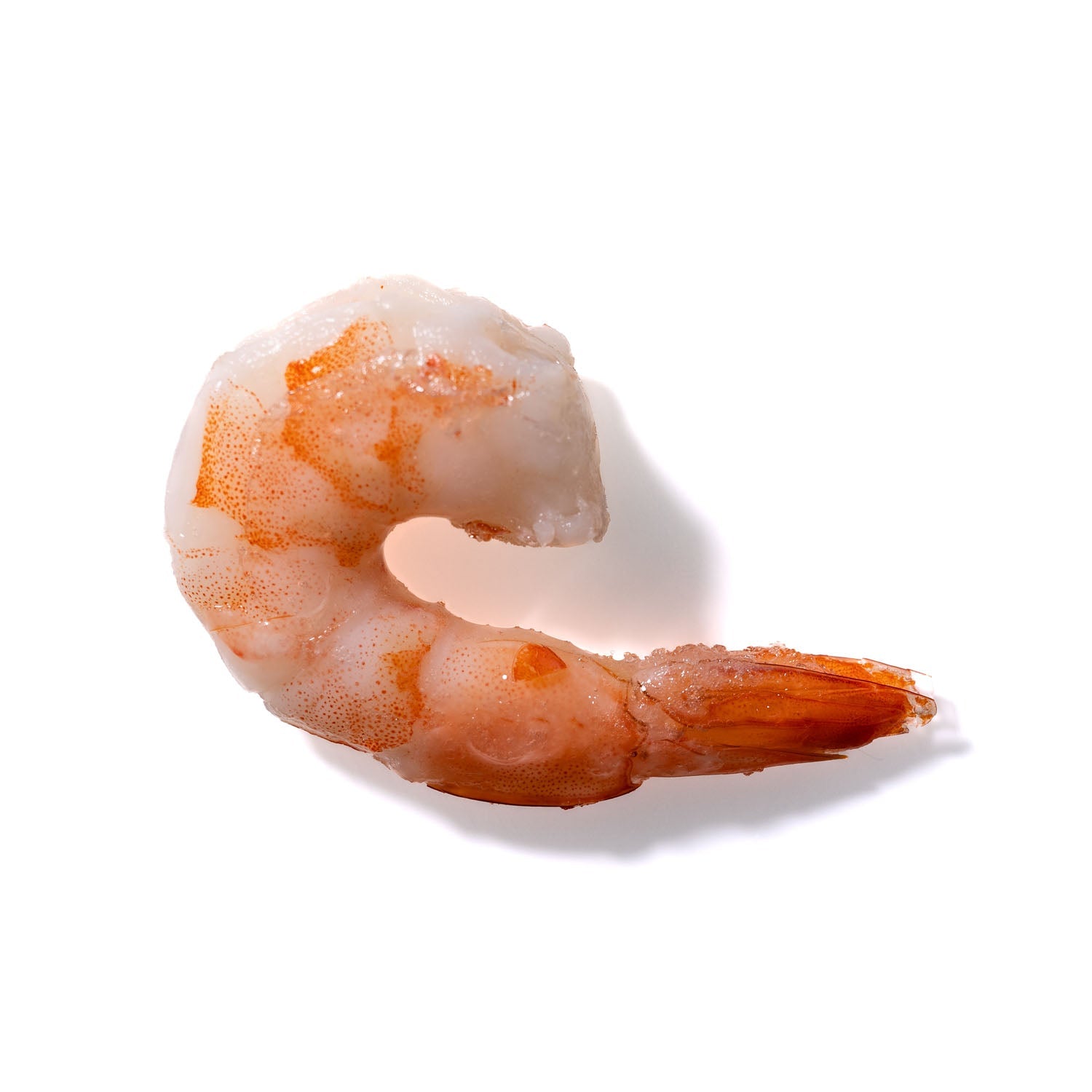 Shrimp No. 244