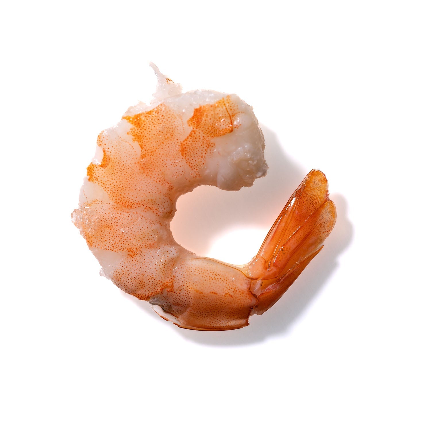 Shrimp No. 250