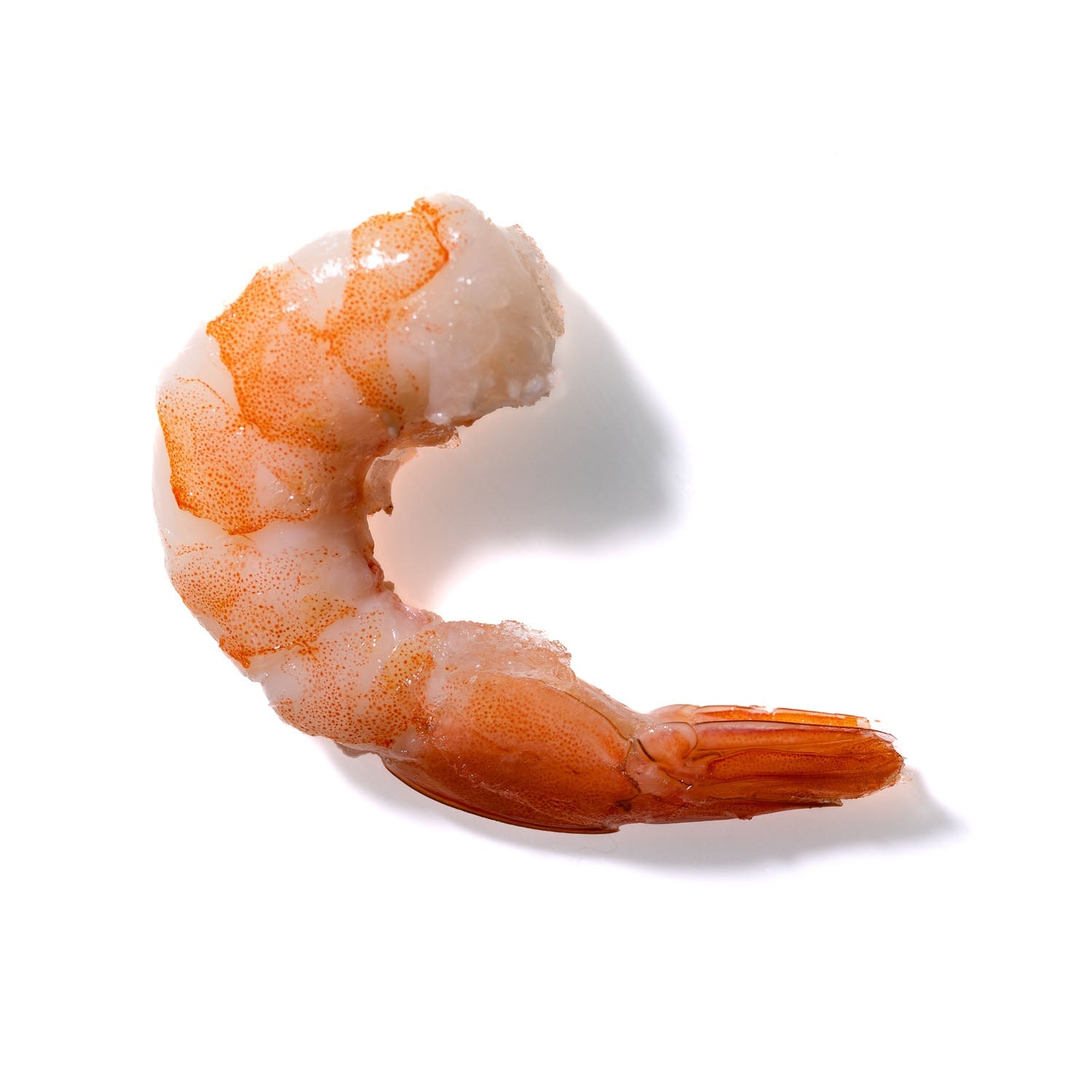 Shrimp No. 257