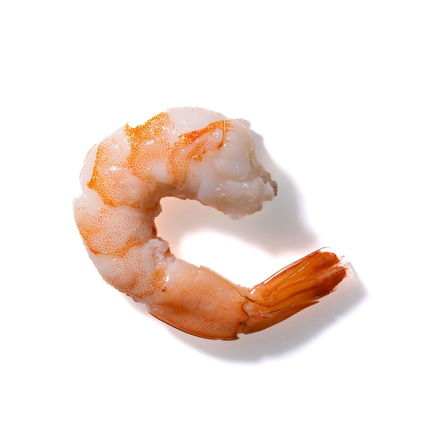 Shrimp No. 259