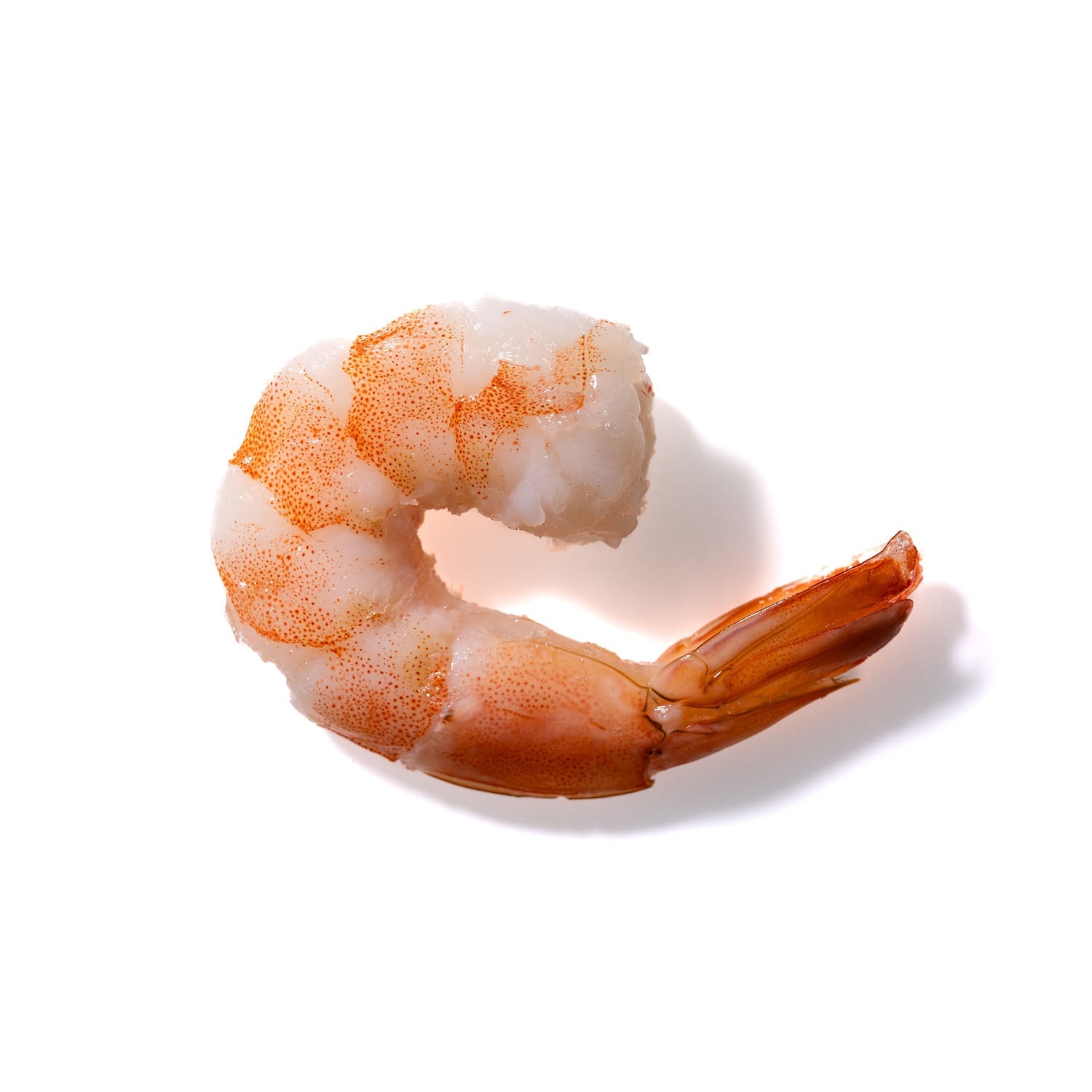 Shrimp No. 261