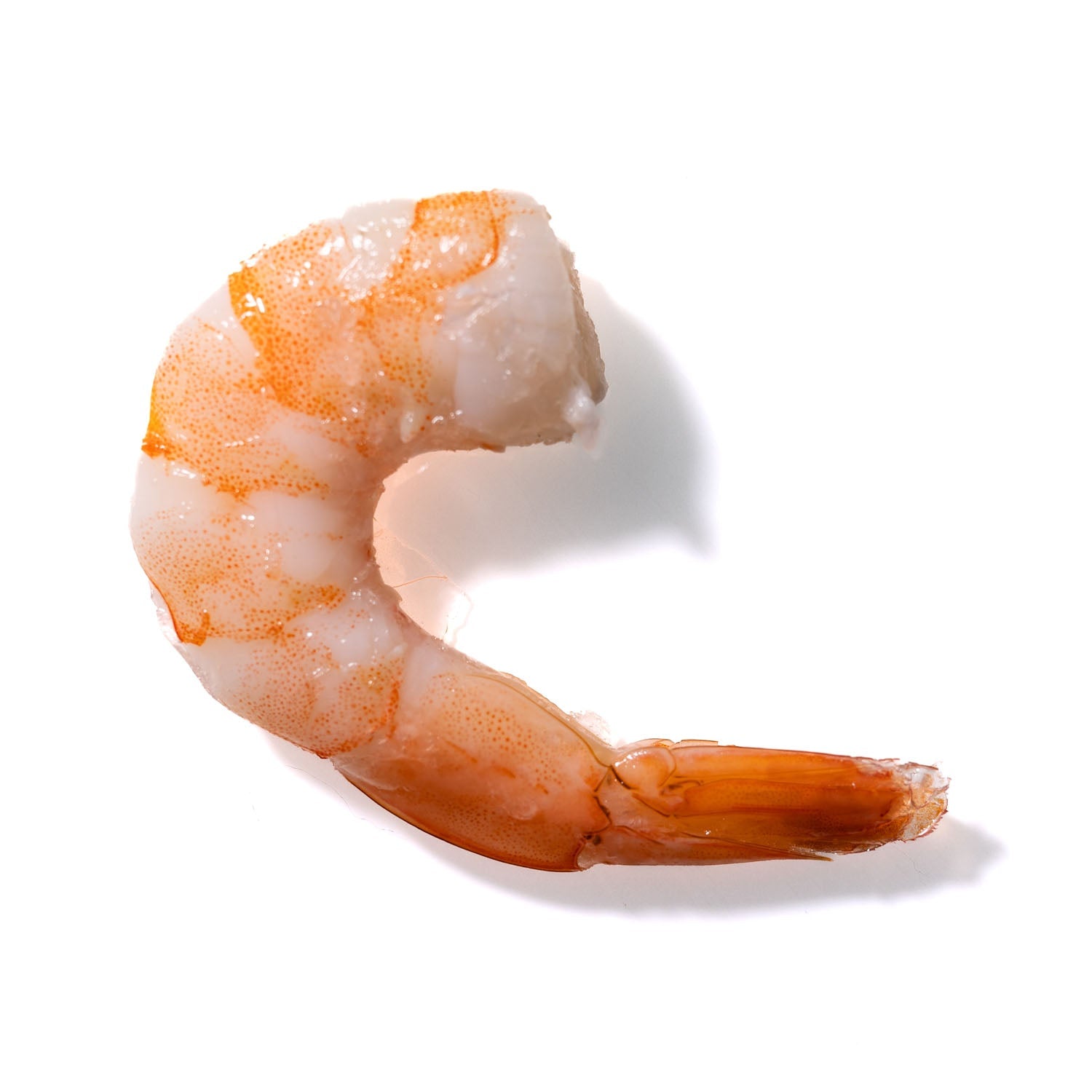 Shrimp No. 263