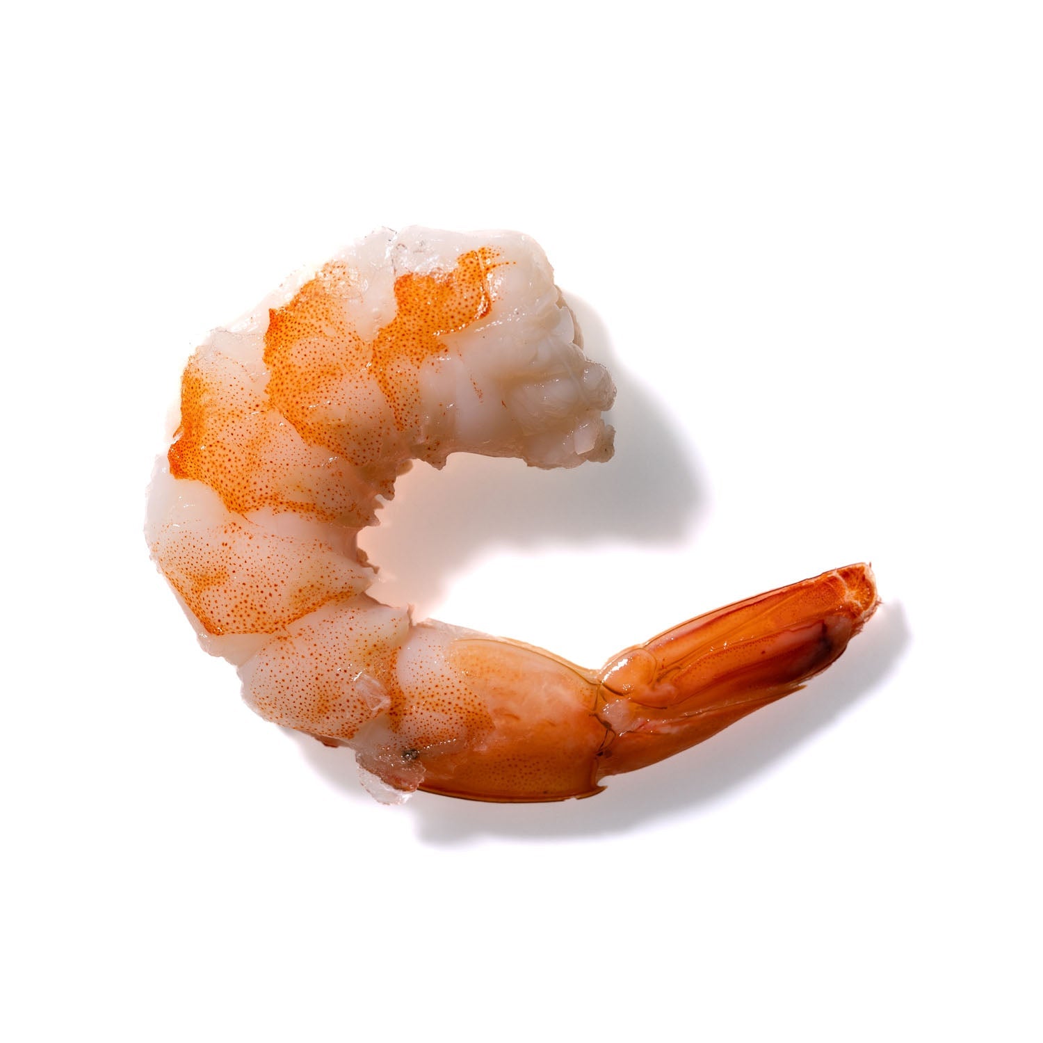 Shrimp No. 265