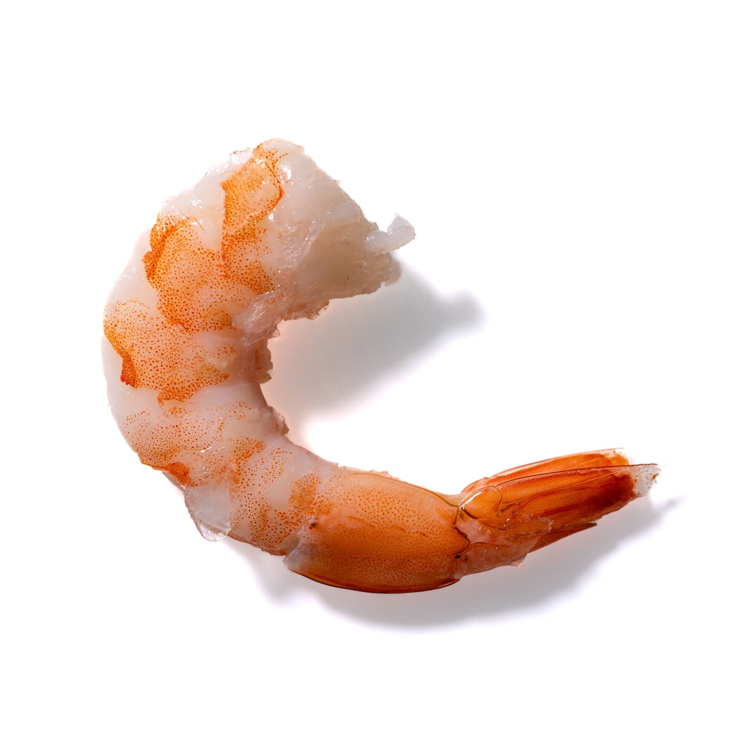 Shrimp No. 266