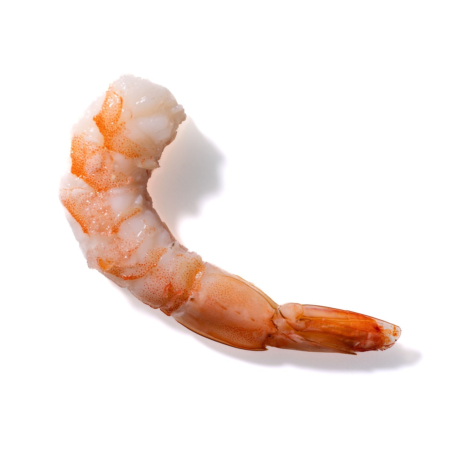 Shrimp No. 269