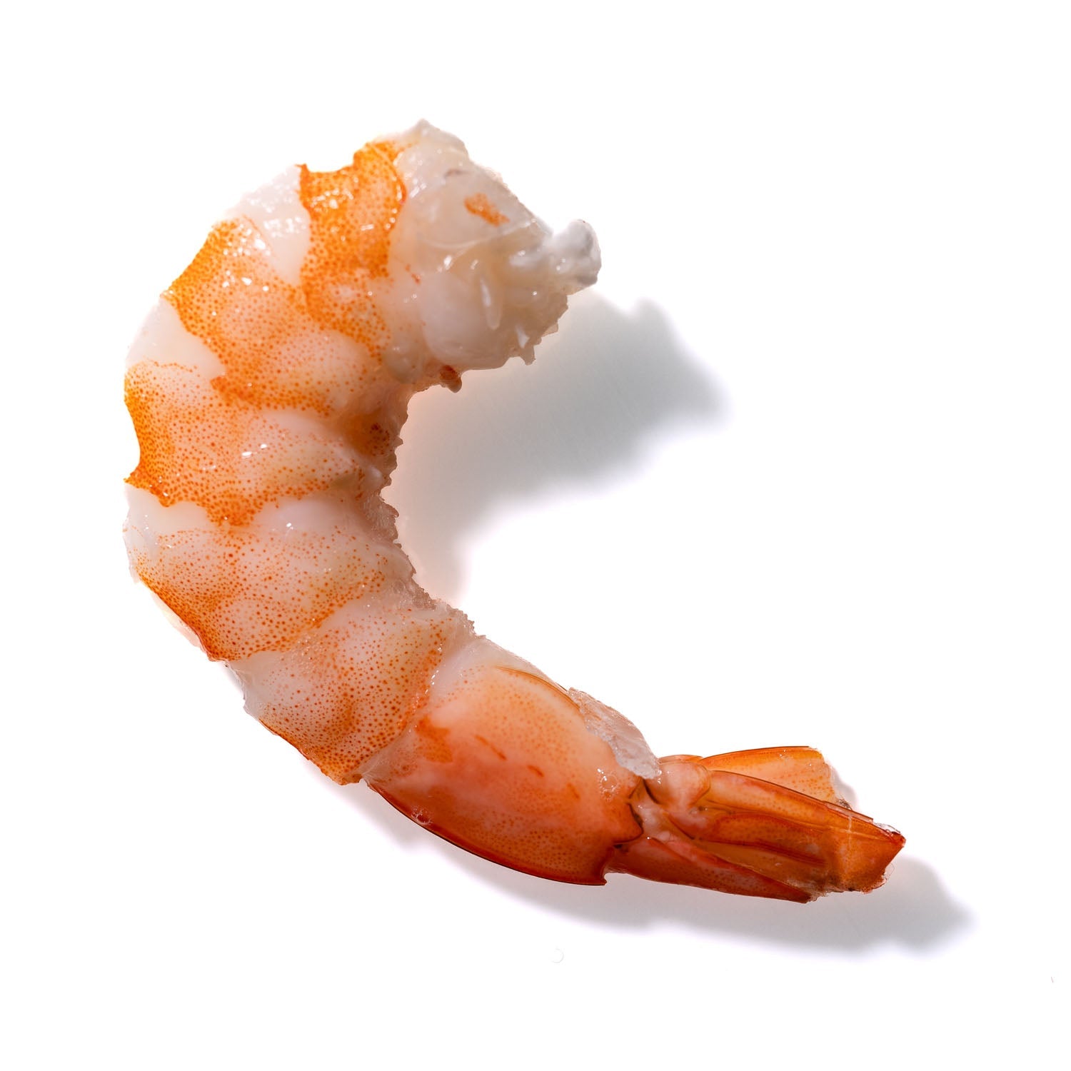 Shrimp No. 273