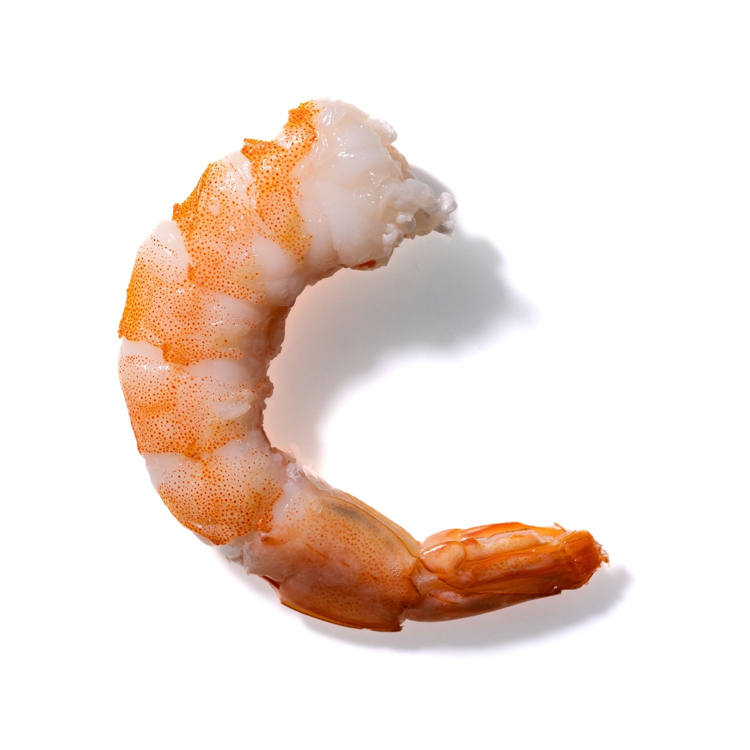 Shrimp No. 275