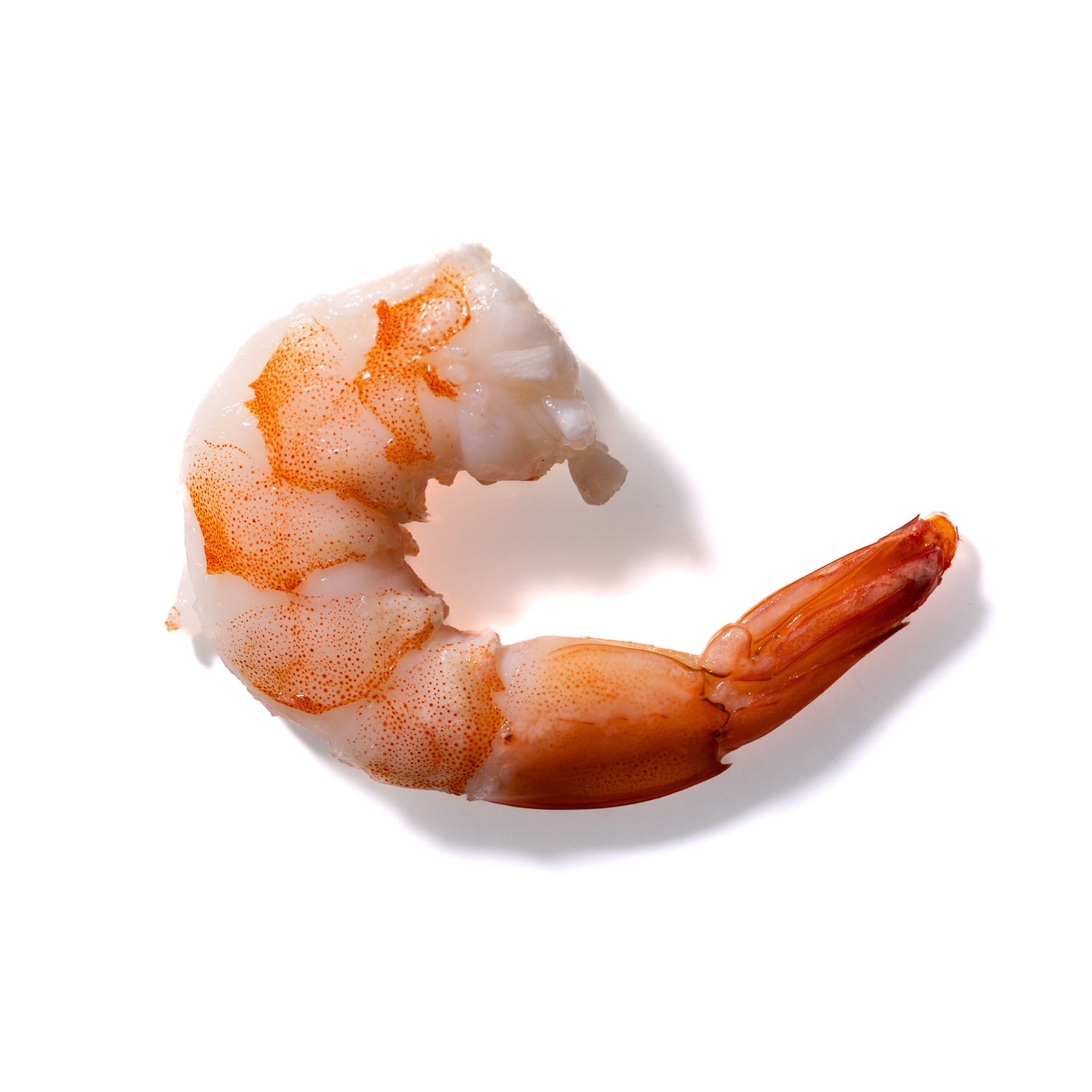 Shrimp No. 276