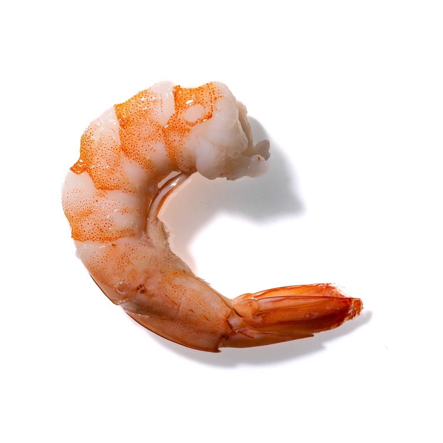 Shrimp No. 278