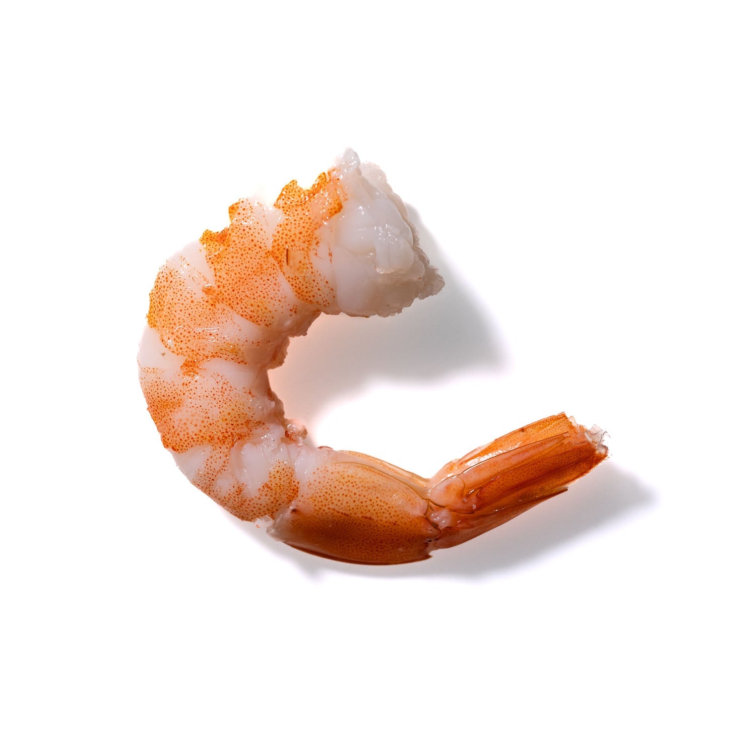 Shrimp No. 279