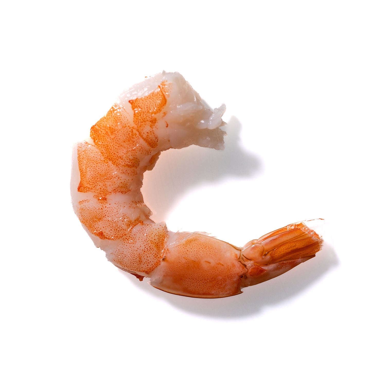 Shrimp No. 280