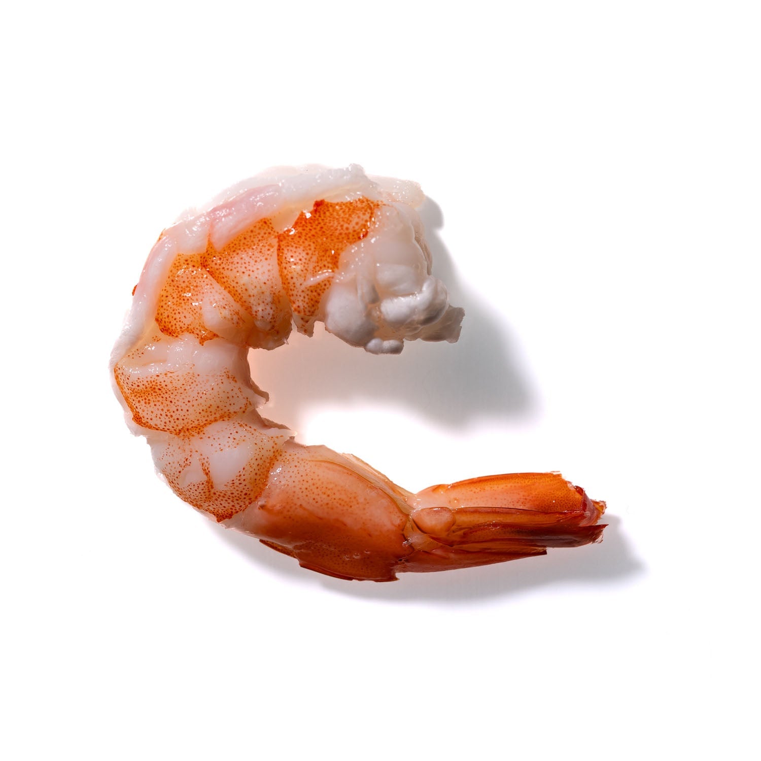 Shrimp No. 283