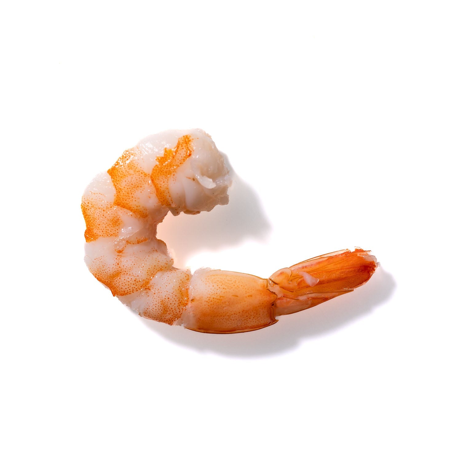 Shrimp No. 291