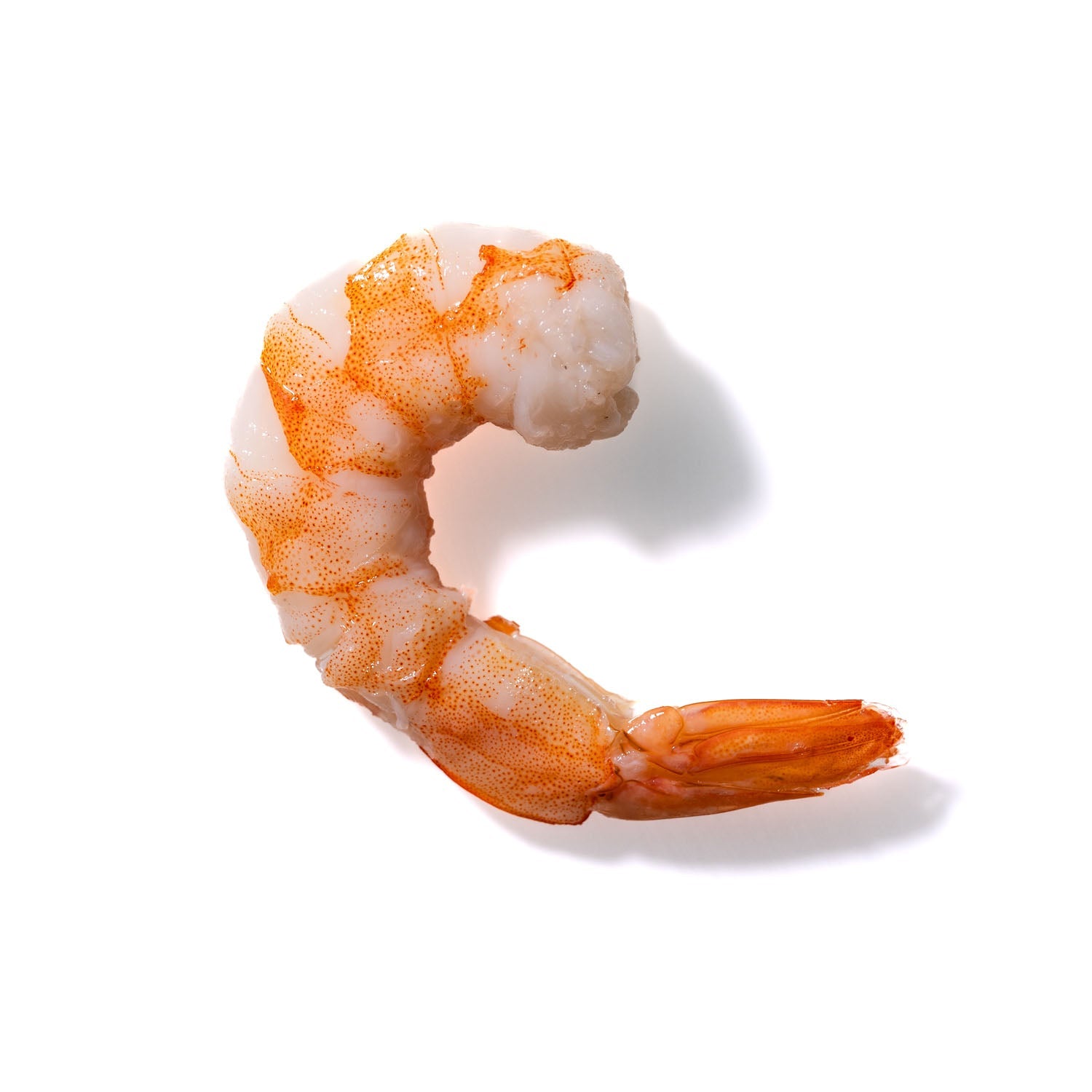 Shrimp No. 293