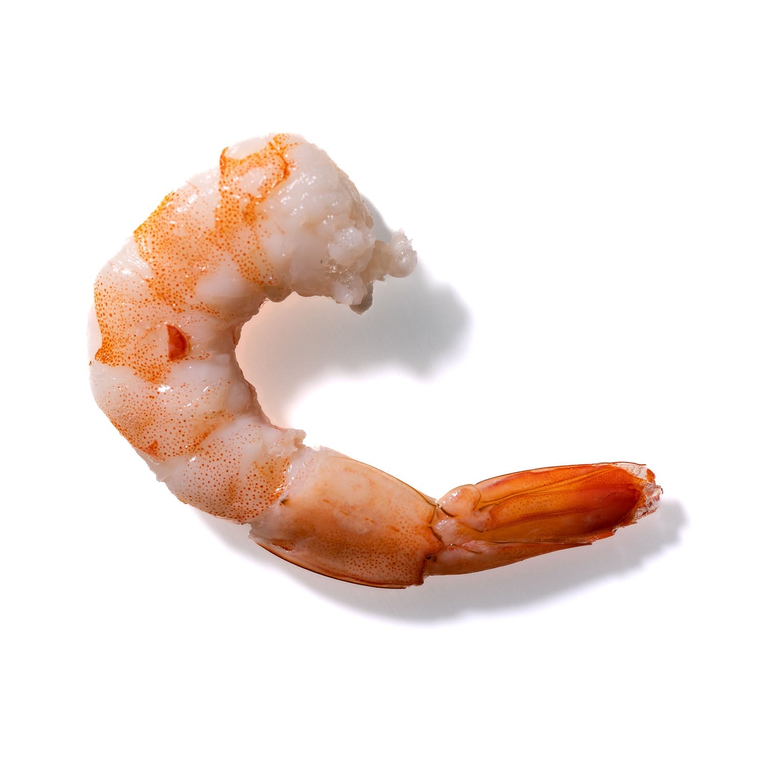 Shrimp No. 294