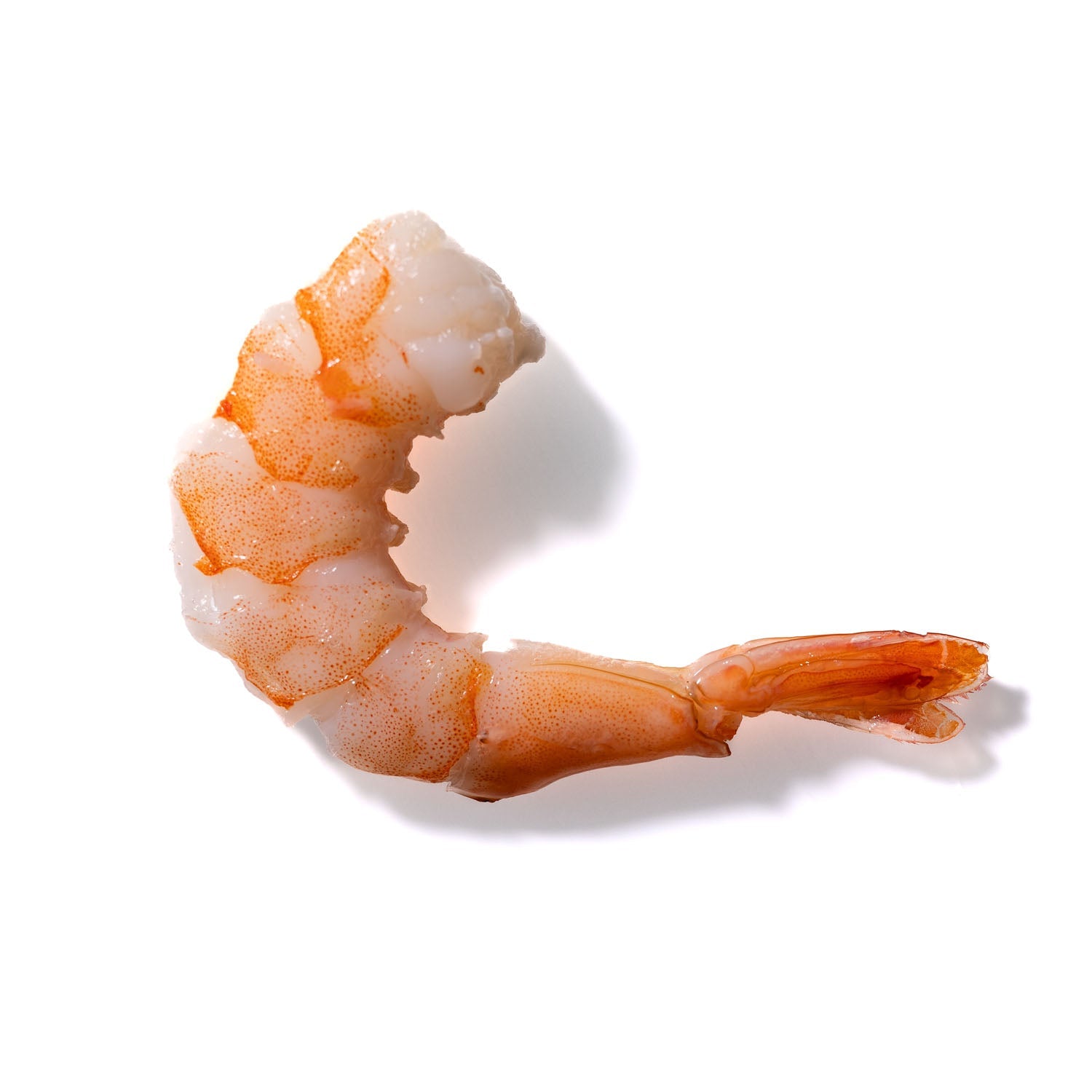 Shrimp No. 295